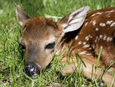 Neborn whitetail fawn clipart