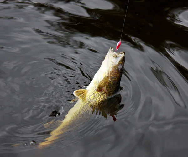 Walleye reeled in — Stock Photo, Image