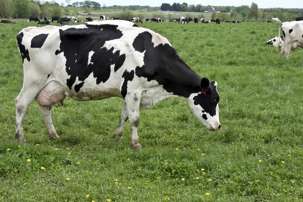 Гольштейнский молочный скот — стоковое фото