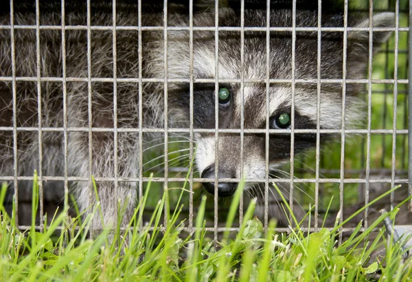 Trapped raccoon — Stock Photo, Image