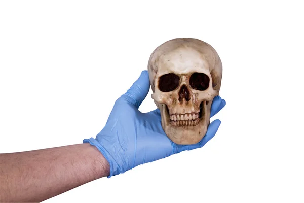 Human skull isolated — Stock Photo, Image