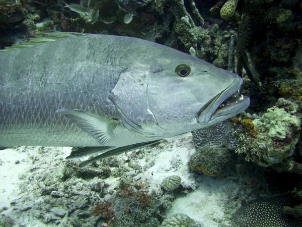 gisnt murene aal met cleaner wrasse — Stockfoto © paulvinten 3199876