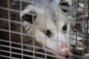 Close up of opossum