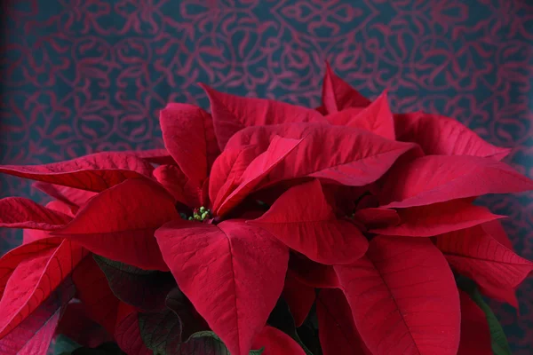 Poinsettia de Navidad — Foto de Stock