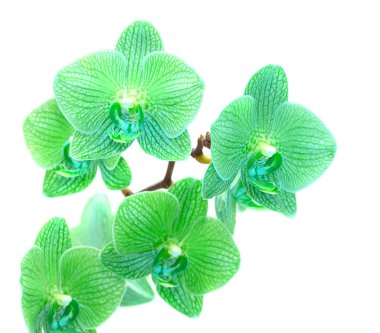 Green orchid clipart