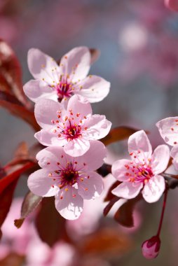 Pink cherry blossom clipart