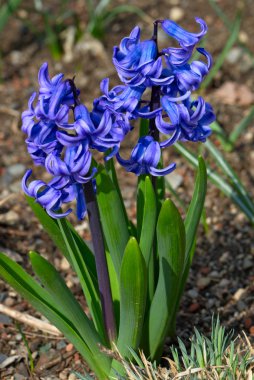 Blue hyacinths clipart