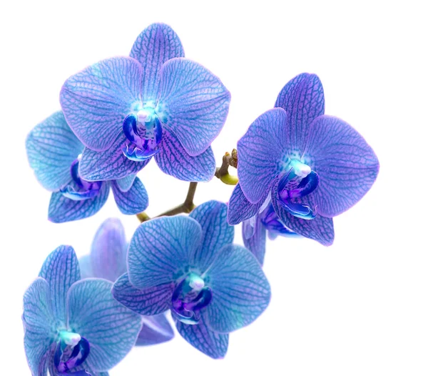 Modrá orchidej — Stock fotografie