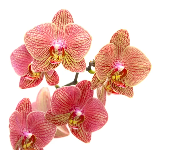 Orchidea rossa — Foto Stock