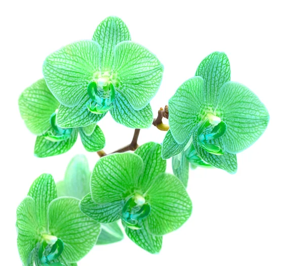 绿色兰花 — 图库照片