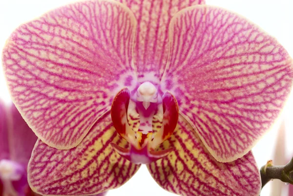 Rosafarbene Orchidee in Nahaufnahme — Stockfoto