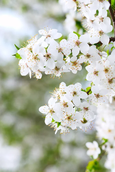 Blooming Primavera árvore fundo — Fotografia de Stock