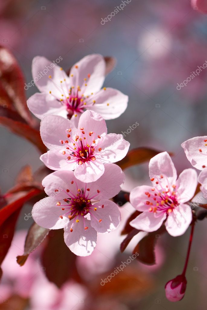Sakura flor fotos de stock, imágenes de Sakura flor sin royalties |  Depositphotos