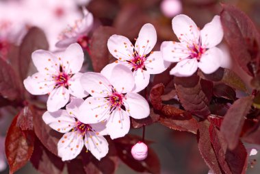 Pink cherry blossom clipart