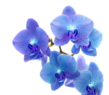 Blue orchid clipart