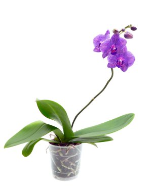 Violet orchid clipart