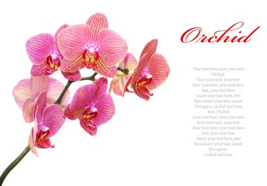 Beautiful pink orchid clipart