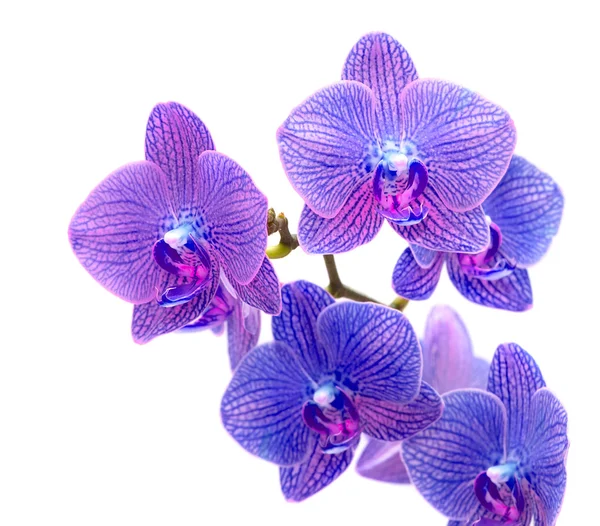 Orchidea blu — Foto Stock