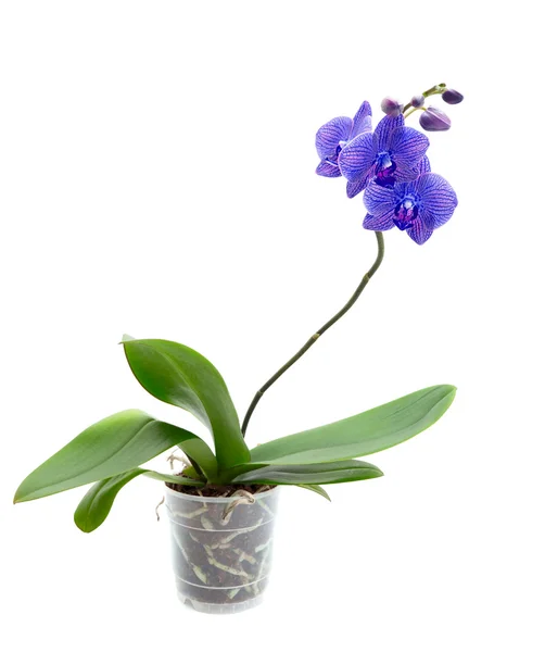 Blå orkidé — Stockfoto