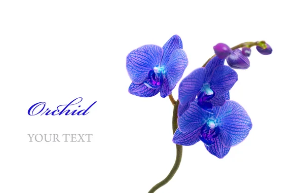 Blaue Orchidee — Stockfoto