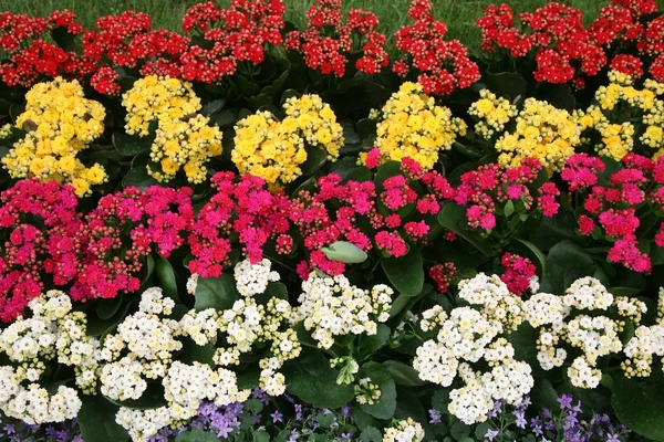 Kwiaty w ogrodzie — Zdjęcie stockowe