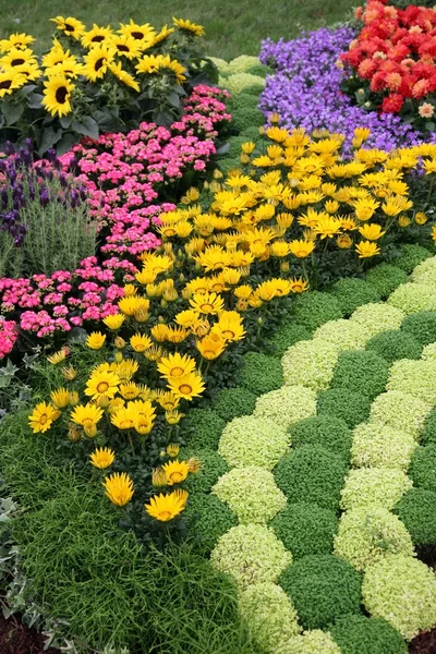 Flowers in garden — Stock Photo, Image