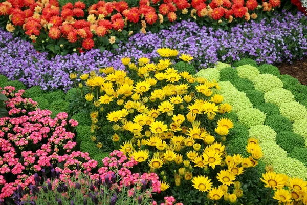 Bahçedeki çiçekler — Stok fotoğraf