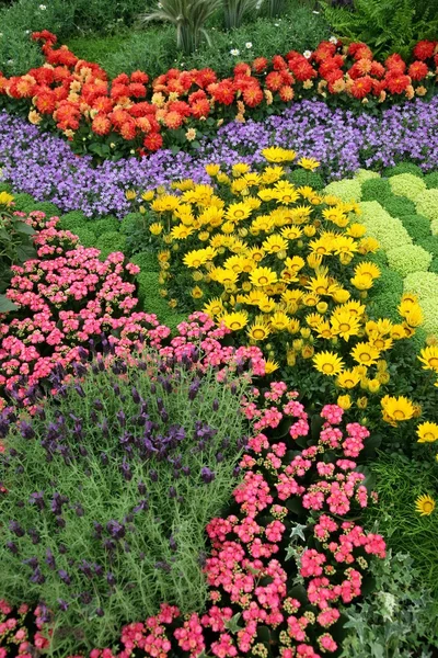 Flowers in garden — Stock Photo, Image