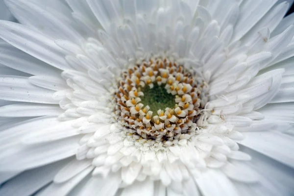 stock image Gerber flower