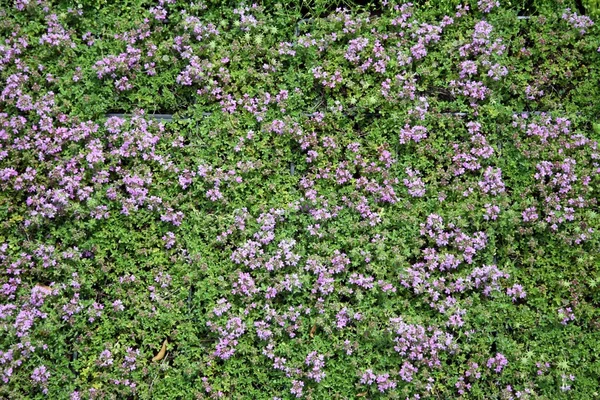 stock image Flowers plant