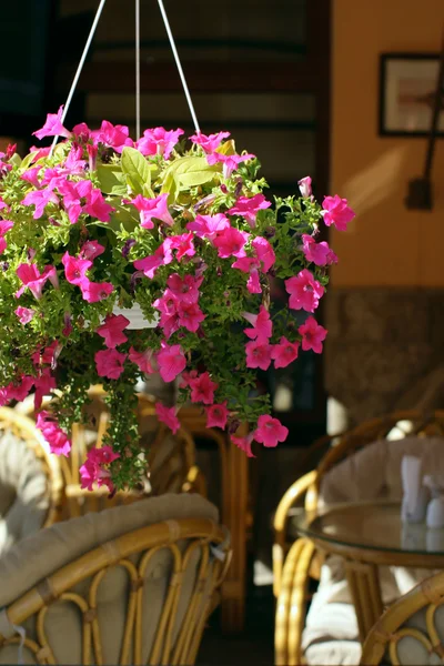 Flowers in summer open air cafe — Stock Photo, Image