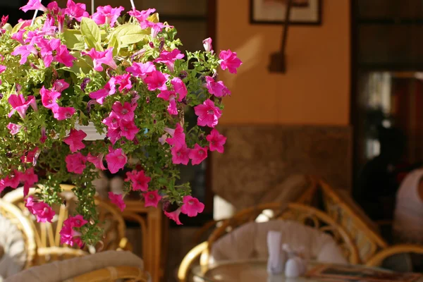 Flores no verão ao ar livre café — Fotografia de Stock
