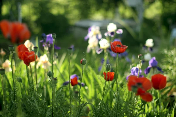 Meadow with red poppies and irises — Stock Photo, Image