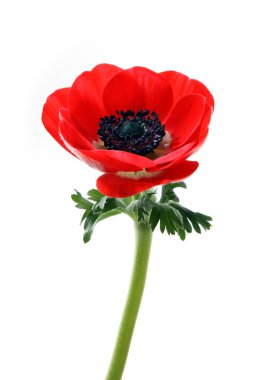 Anemone flower clipart