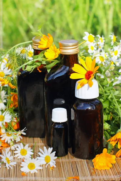 Medical herbs — Stock Photo, Image