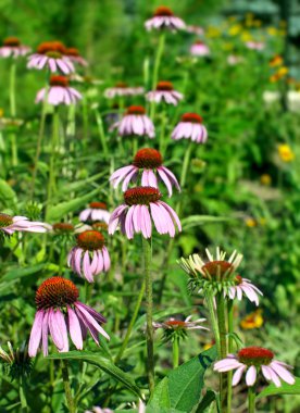 Echinacea purpurea çiçek