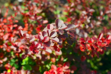 European barberry (Berberis vulgaris var. atro-purpurea) clipart