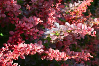 European barberry (Berberis vulgaris var. atro-purpurea) clipart