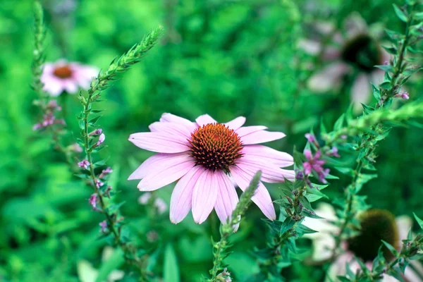 Ехінацея пурпурова квітка — стокове фото