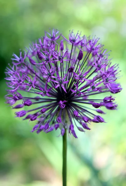 Paarse alium bloem — Stockfoto