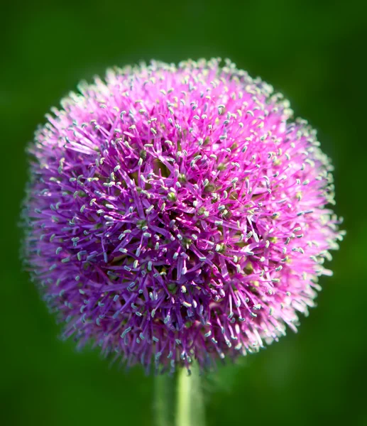 Allium blomma — Stockfoto