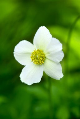 helianthemum apenninum çiçek