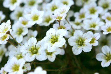 Saxifrage flowers clipart