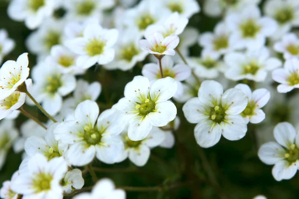 Saxifrage 꽃 — 스톡 사진