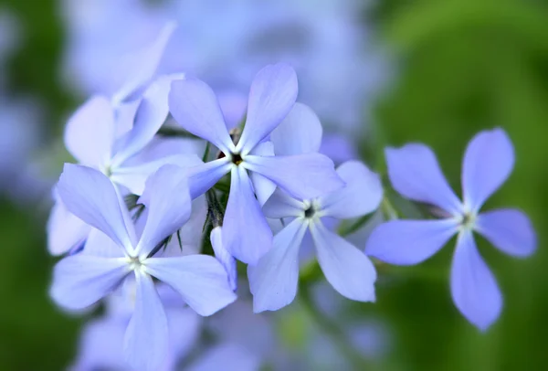 Fleurs de phlox bleu — Photo