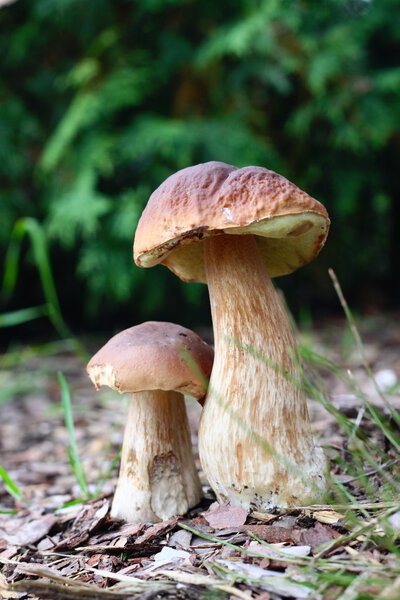 Autumn edible mushrooms