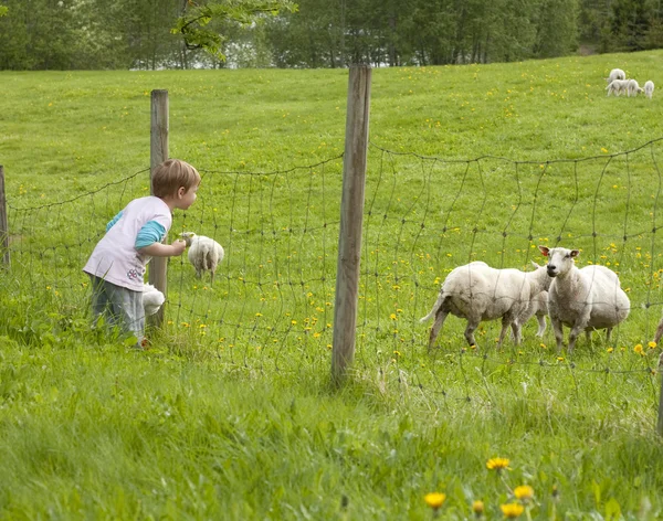 Izlerken çocuk koyun — Stok fotoğraf