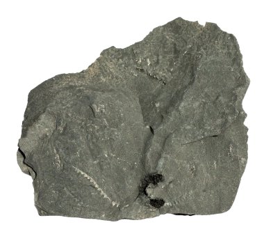 Graptolites