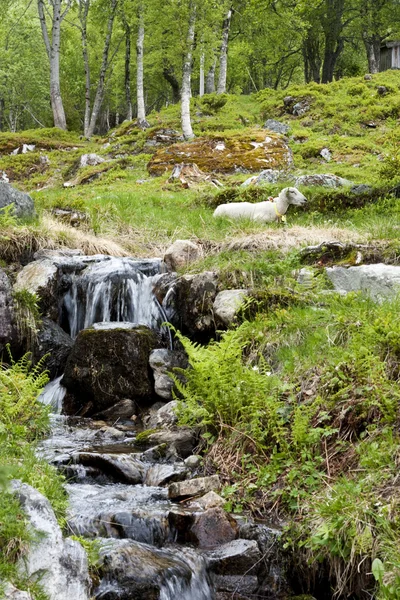 La brebis se reposant à côté d'un ruisseau de montagne — Photo