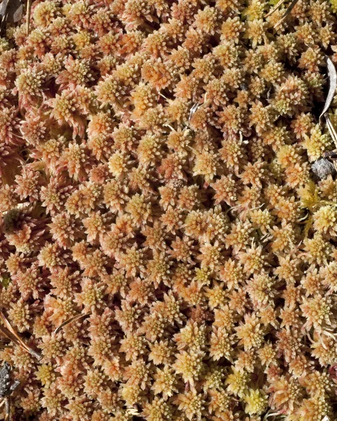 Sphagnum musgo de turba —  Fotos de Stock